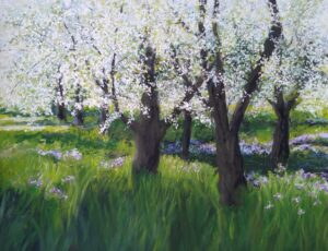 Kirschblüte im Kaiserstuhl