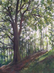 Alte Buche auf dem Schauinsland